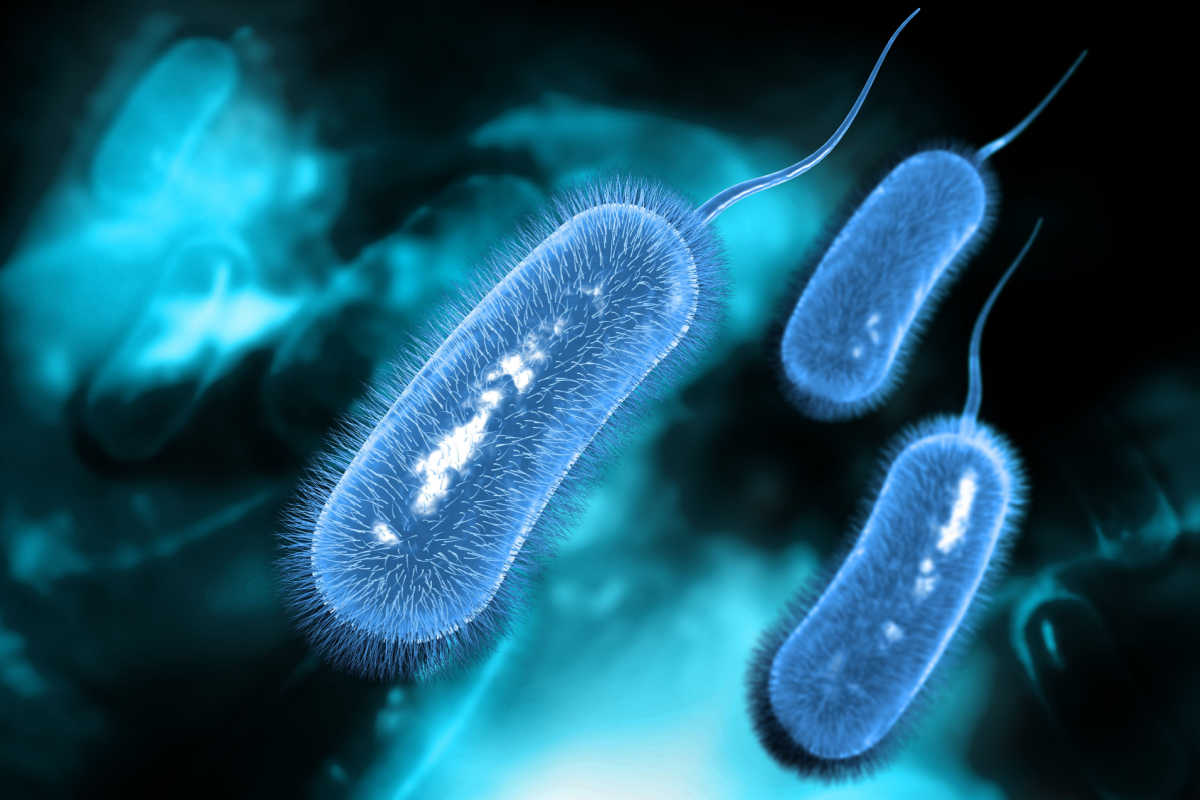 Helicobacter pylori